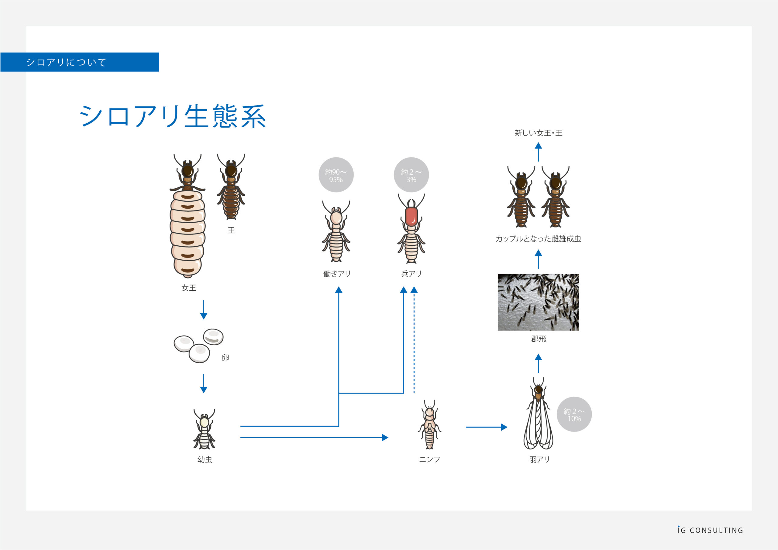 日本中に生息するヤマトシロアリ | EVITAGEN | マニアックなシロアリウェブマガジン