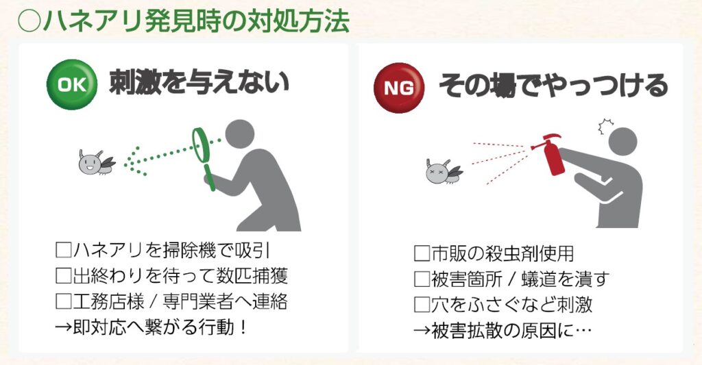 ハネアリが出てきたらどうする?正しい対処法 | EVITAGEN | マニアックなシロアリウェブマガジン