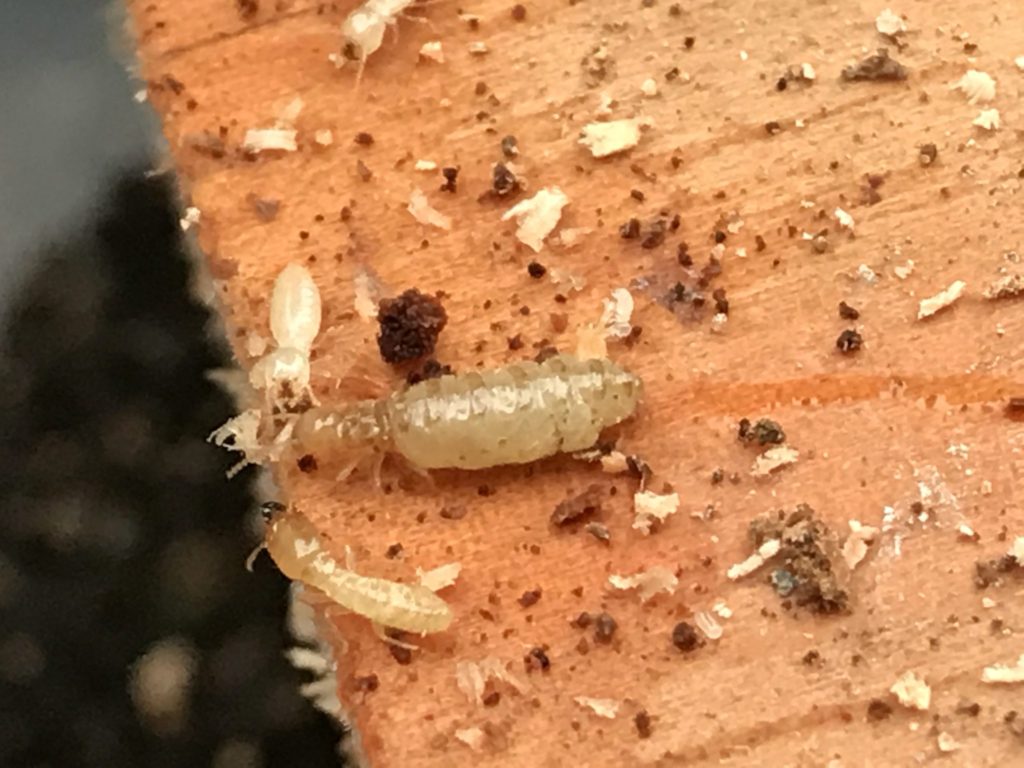 クローンを産み続けるヤマトシロアリの女王 Evitagen マニアックなシロアリウェブマガジン