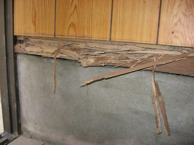 玄関巾木 被害