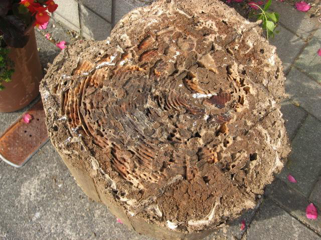 材木のシロアリ被害