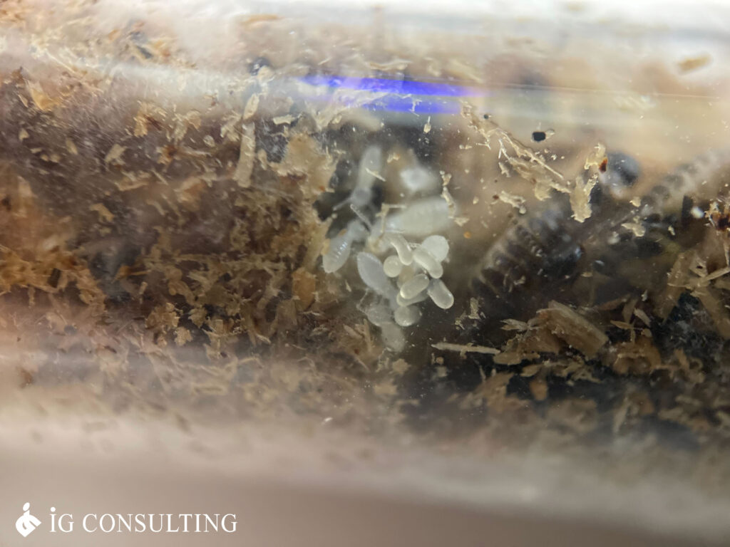 ハネアリからの卵孵化を確認!ヤマトシロアリの飼育研究 | EVITAGEN | マニアックなシロアリウェブマガジン