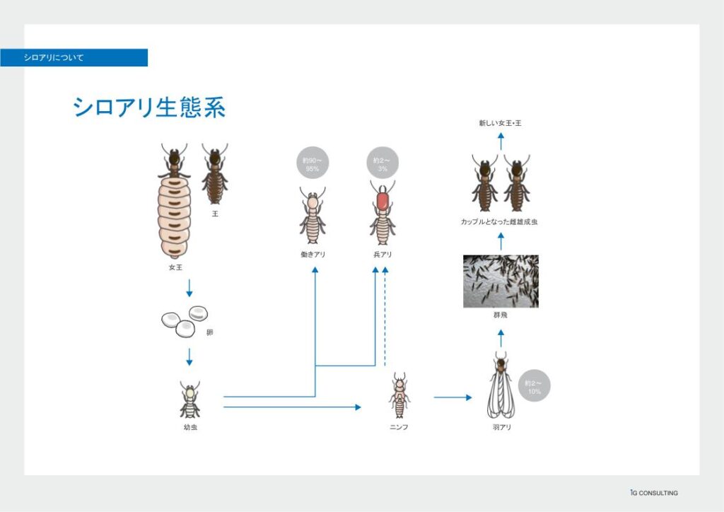 シロアリとクロアリの違いについて | EVITAGEN | マニアックなシロアリウェブマガジン