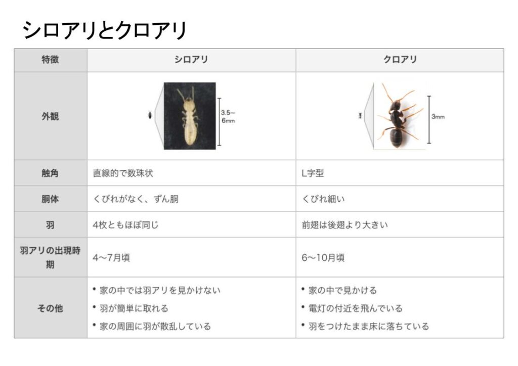 シロアリとクロアリの違いについて | EVITAGEN | マニアックなシロアリウェブマガジン